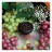 Табак Element Земля - Grape Mint NEW (Мятный Виноград, 25 грамм)